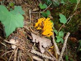 Calocera viscosa image