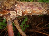 Stereum sanguinolentum image