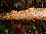 Tremella encephala image