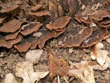 Hymenochaete rubiginosa image