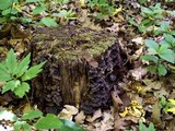 Hymenochaete rubiginosa image