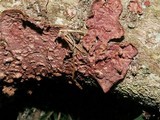 Chondrostereum purpureum image