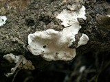 Heterobasidion annosum image