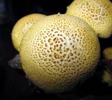 Gymnopilus aeruginosus image