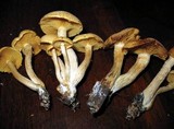 Gymnopilus aeruginosus image