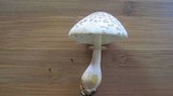 Leucoagaricus americanus image