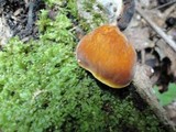 Pluteus leoninus image