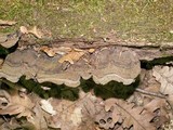 Xylobolus subpileatus image