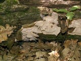Xylobolus subpileatus image