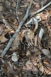 Amanita brunnescens image