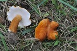 Gyroporus castaneus image