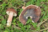 Russula mariae image