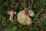 Russula mariae image