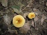 Pluteus romellii image