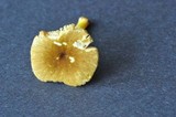 Pluteus romellii image