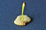 Pluteus romellii image
