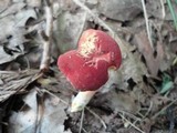 Boletus rubellus image
