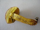 Boletus rubellus image