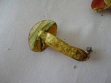 Boletus rubellus image