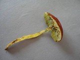 Boletus fraternus image