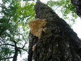 Sarcodontia pachyodon image