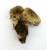 Tricholoma saponaceum image