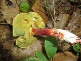 Boletus chrysenteron image