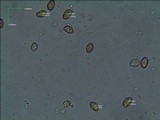 Gymnopilus aeruginosus image