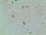 Gymnopilus aeruginosus image