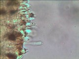 Gymnopilus aeruginosus image