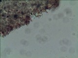 Gymnopilus aeruginosus image
