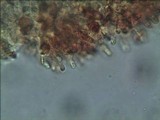Gymnopilus aeruginosus image