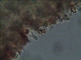 Gymnopilus aeruginosus image