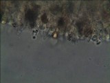Gymnopilus aeruginosus image