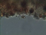 Gymnopilus aeruginosus image