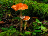 Leratiomyces squamosus image