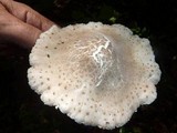 Oudemansiella platensis image