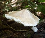 Oudemansiella platensis image