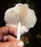 Oudemansiella platensis image