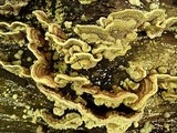 Flavodon flavus image