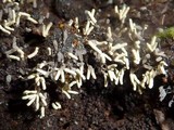 Arcyria cinerea image
