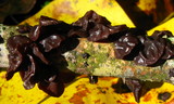Exidia recisa image