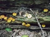 Pluteus chrysophlebius image