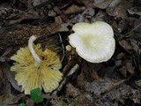 Chrysomphalina strombodes image
