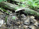 Agaricus silvicola image