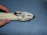 Ustilago maydis image