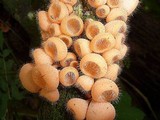 Cookeina tricholoma image
