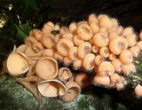 Cookeina tricholoma image