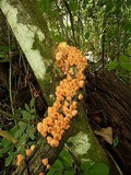 Cookeina tricholoma image