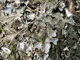 Peltigera elisabethae image